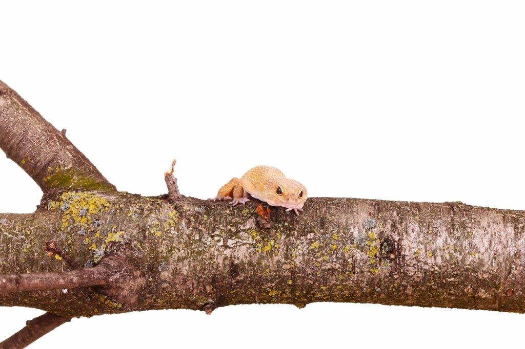 leopard-gecko-sitting-on-a-branch-isolated-