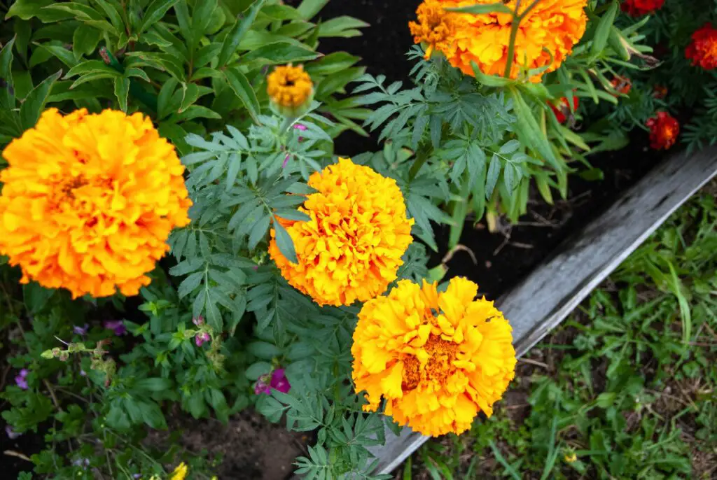 marigolds-tagetes-erecta-flowers-in-autumn-garden-