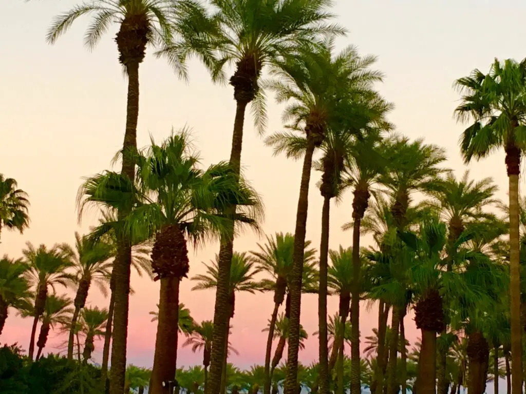palm-trees-at-sunset-queen-palms-king-palms-mexico-What Plants to Put Around Palm Trees