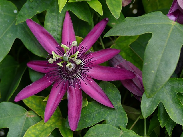 passion flower 4621401 640