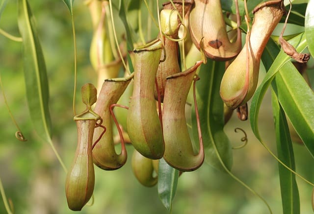 Nepenthes Leaves Turning Brown