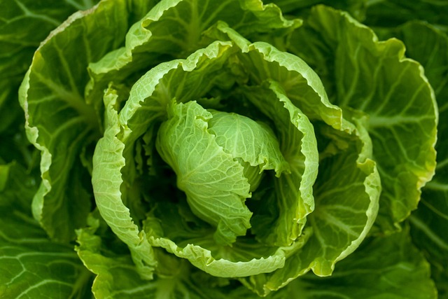 White Spots on Cabbage Leaves