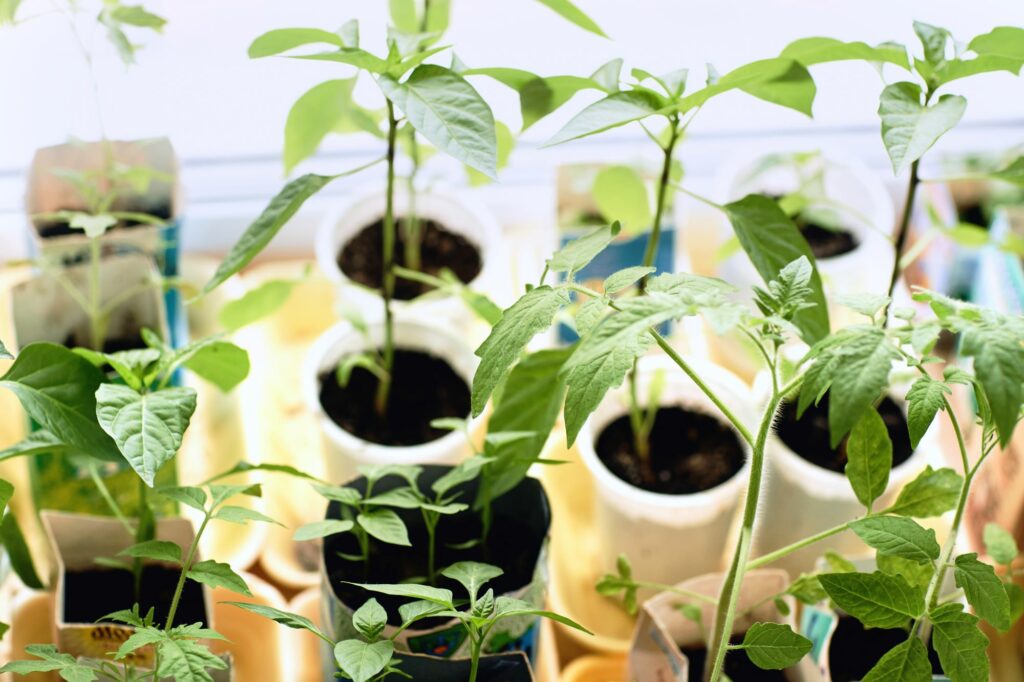 potted-plants-in-pots