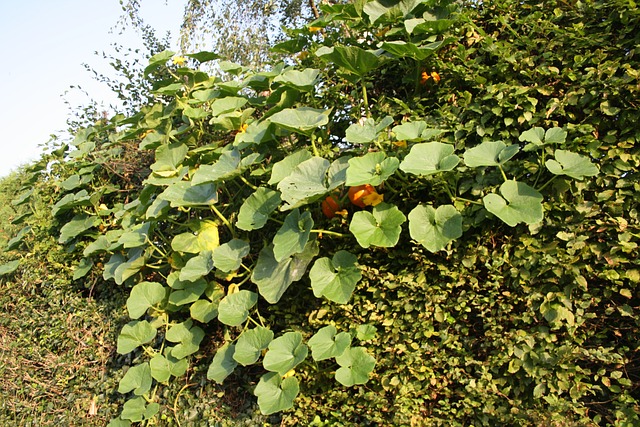 why-is-my-pumpkin-plant-dying-3-causes-solutions-best-care-tips