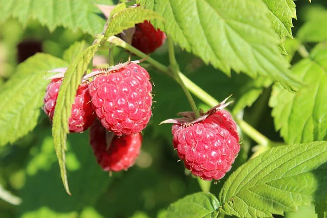 Raspberry Plants Dying