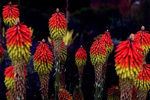 Red Hot Poker Plant Dying