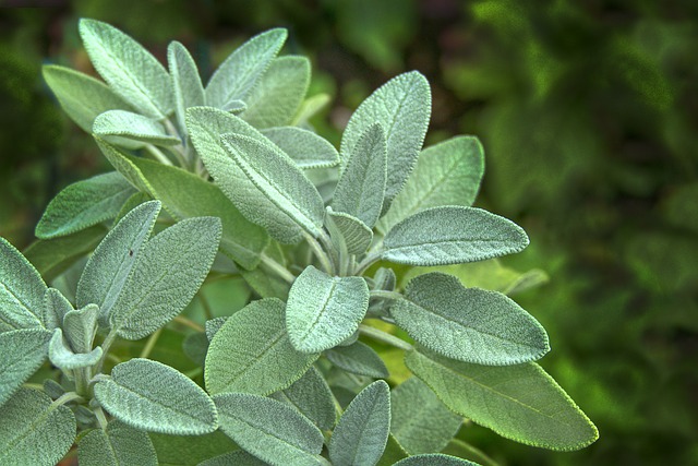 Sage Leaves Turning Brown