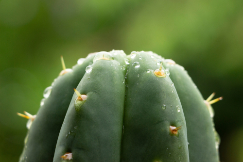 San Pedro Cactus Turning Yellow