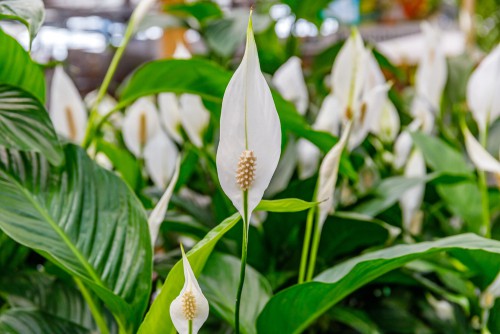 Peace Lily Flowers Turning Brown Before Opening