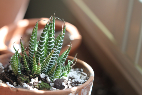 Zebra Succulent Turning Brown