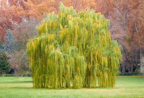 Willow Tree Leaves Turning Yellow