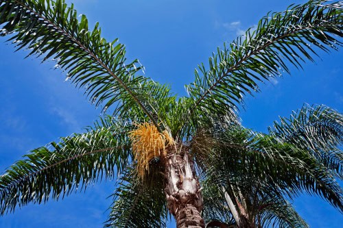 Queen Palm Turning Yellow