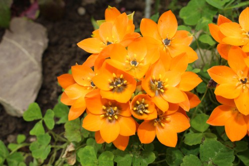 Orange Star Plant Drooping