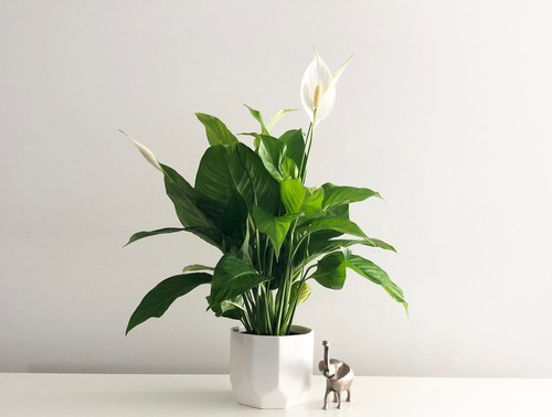 Yellow and Brown Peace Lily Flowers