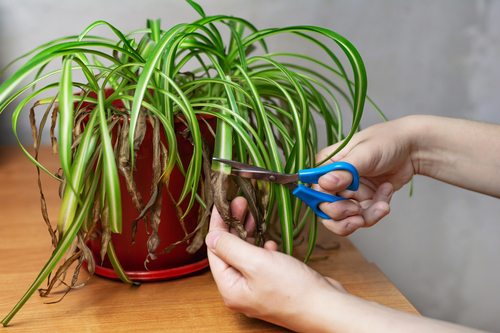Spider Plant Leaves Dying