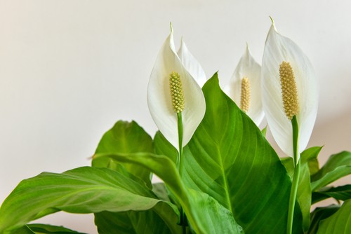 Peace Lily White Flowers Turning Brown