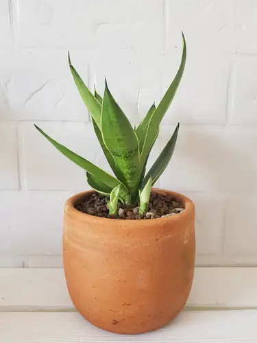 Snake Plant Drooping After Repotting