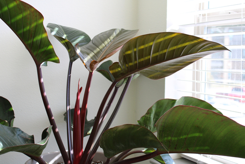 White Spots on Philodendron Leaves