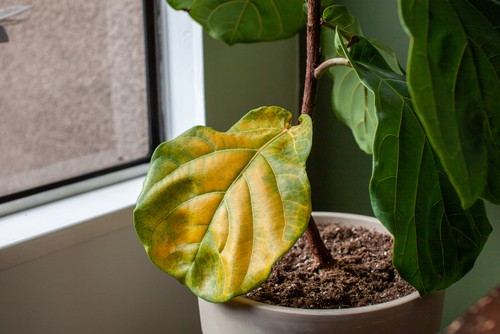 Why Is My Fiddle Leaf Turning Yellow