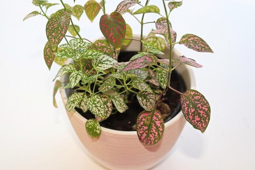 Polka Dot Plant Leaves Turning Yellow