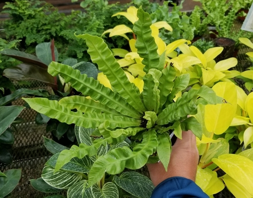 Why Is My Crispy Wave Fern Turning Brown