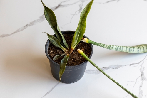 Snake Plant Dying After Repotting