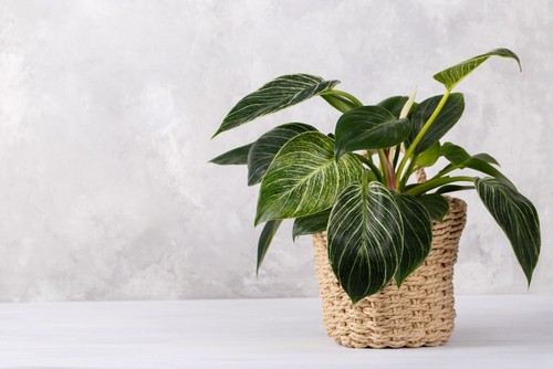 Philodendron Birkin White Leaves Turning Brown