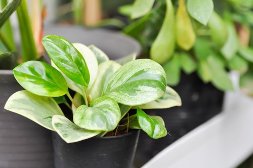 Peperomia Leaves Turning Brown and Falling Off