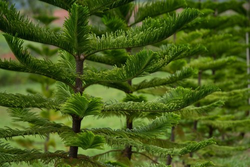 Norfolk Island Pine Turning Brown