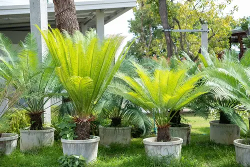 Sago Palm Turning Yellow in Summer