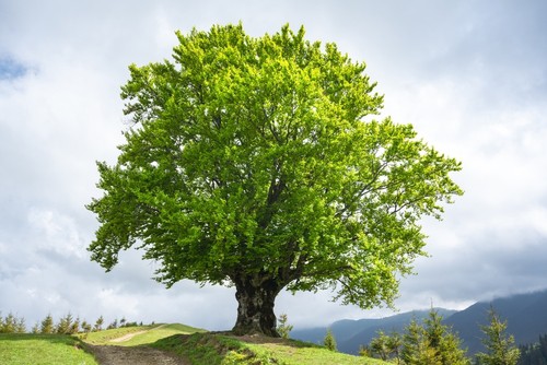 Oak Tree Leaves Turning Yellow