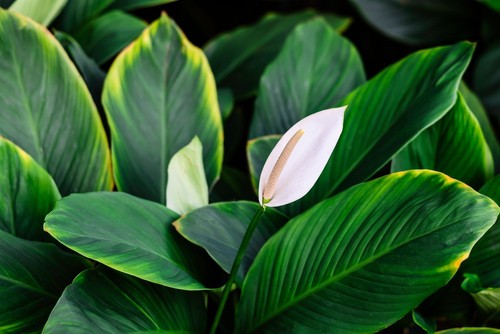 Peace Lily Spadix Turning Brown