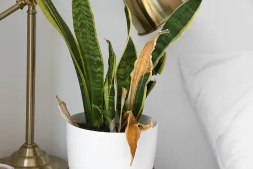 Snake Plant One Leaf Drooping