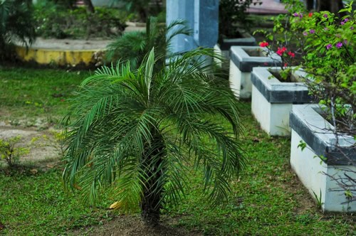 Pygmy Date Palm Turning Brown 4 Causes Solutions And Best Care Tips