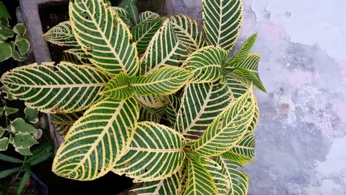 Why Is My Zebra Plant Leaves Turning Brown
