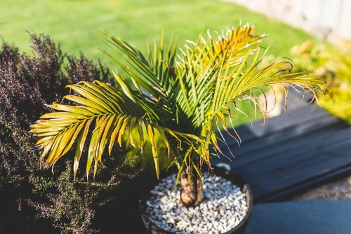 why-is-my-palm-plant-turning-yellow-4-causes-solutions-best-care-tips