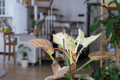 plant leaves turning white after transplant