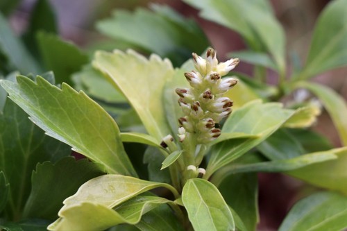 Why Is My Pachysandra Turning Yellow and Dying