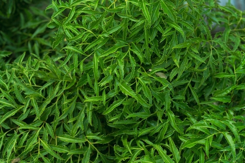 shutterstock 2279983033