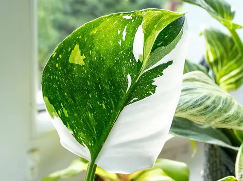 Plants Having Green Leaves with White Spots