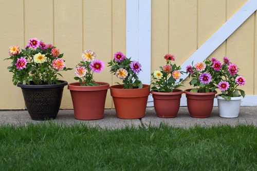 Potted Dahlia Leaves Turning Brown