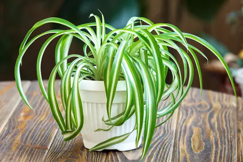 Spider Plant is Drooping