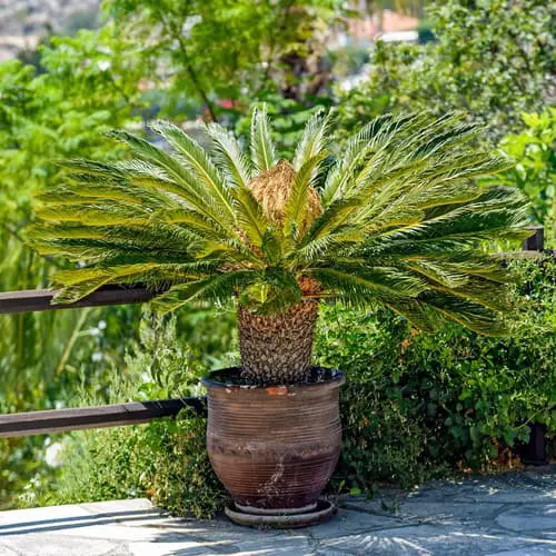 Why Is My Potted Sago Palm Turning Yellow