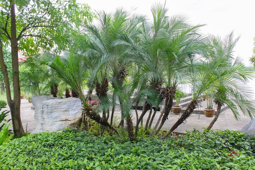 Pygmy Date Palm Leaves Turning Brown