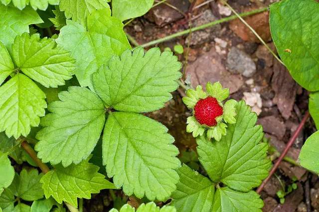Strawberry Plant Drooping