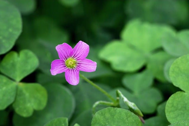 White Spots on Oxalis Leaves