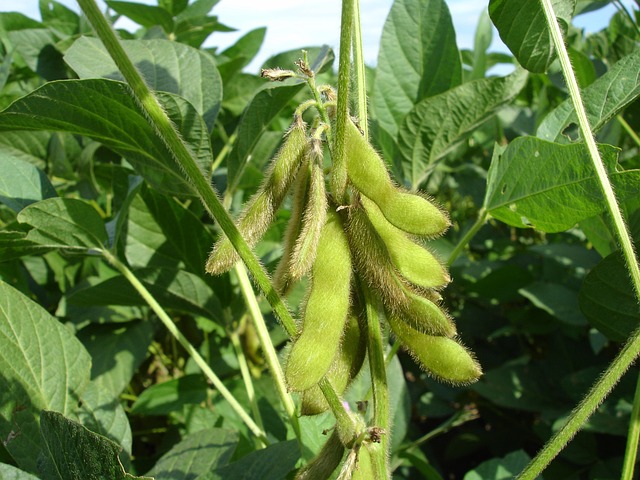 Soybean Leaves Turning Yellow