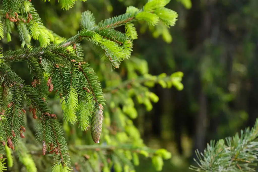 spruce-cone-on-a-branch-of-a-spruce-tree-