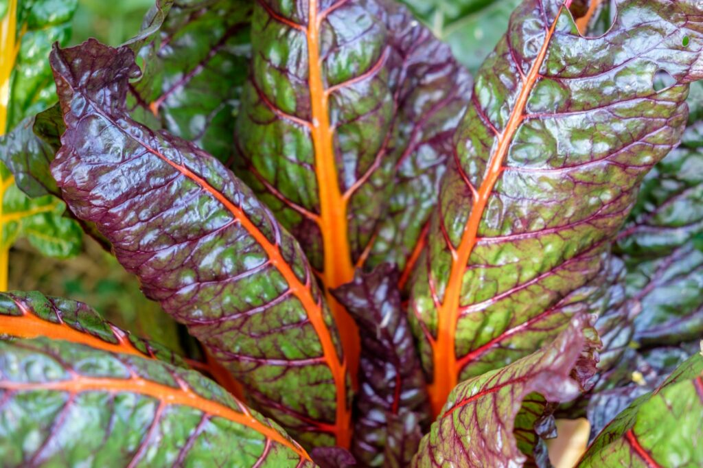 swiss-chard-leaves