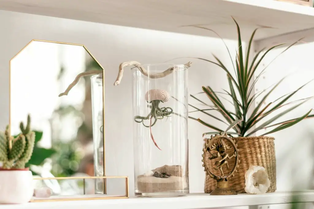 tillandsia-growing-upside-down-in-a-shell-in-a-glass-What Kind of Glue to Mount Air Plants